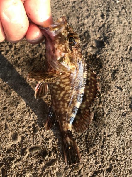 ジグヘッドでエサ釣り