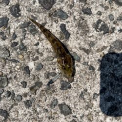 魚影は濃いが渋め