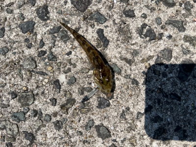 魚影は濃いが渋め