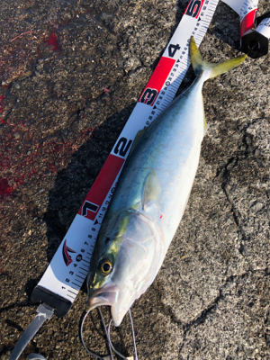 のんびり遠投カゴ釣りにて