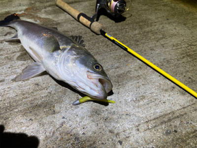 ライトワインド