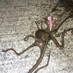 【タコング】三連発