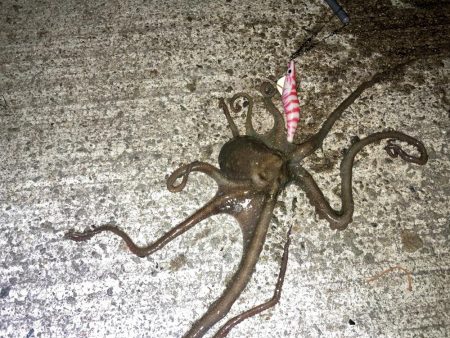 【タコング】三連発