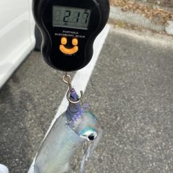 ティップエギングで春イカ