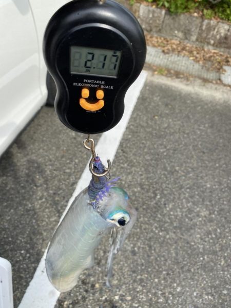 ティップエギングで春イカ