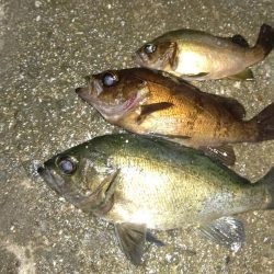 シーズン終盤のメバリング