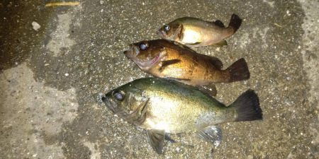 シーズン終盤のメバリング