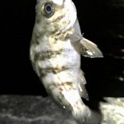 ジグ単メバリング