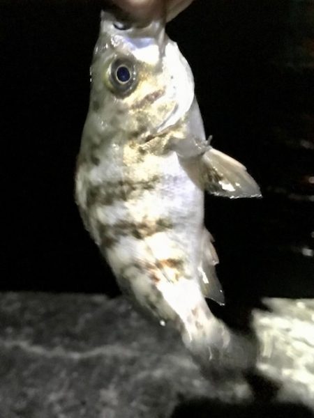 ジグ単メバリング