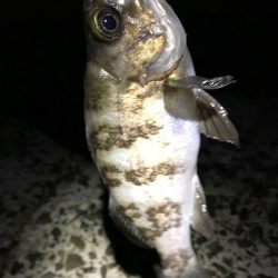 数釣りメバリング