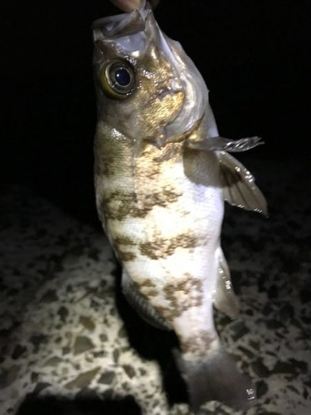 数釣りメバリング