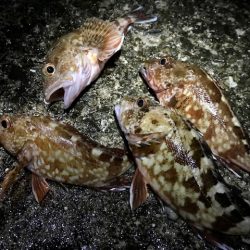 色々やって、鯛とハマチ