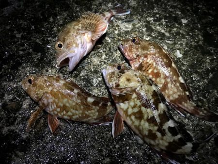 色々やって、鯛とハマチ