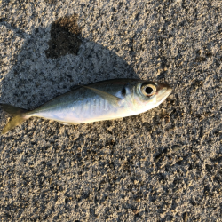 夕マヅメアジング