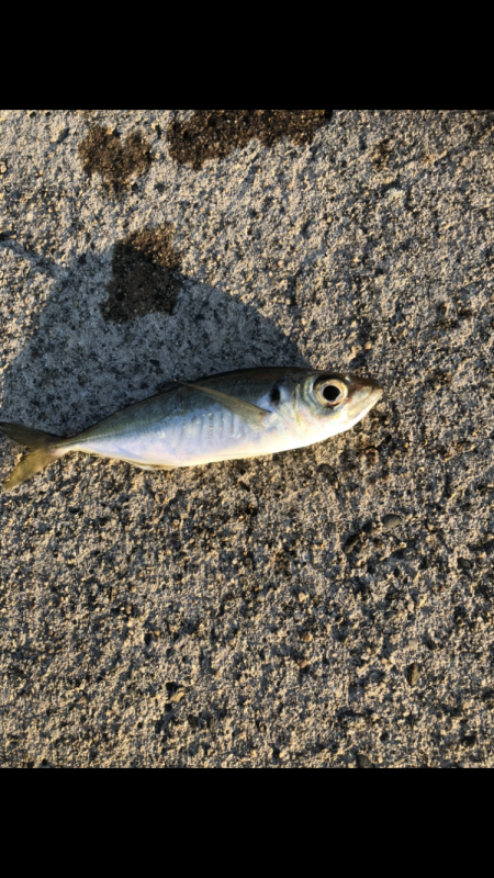 夕マヅメアジング