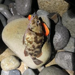 シーバスはお留守