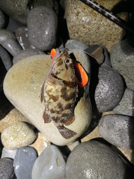 シーバスはお留守