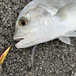 １年ぶりの釣果でロウニンアジ