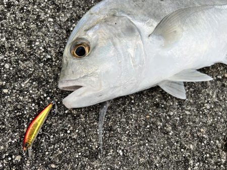１年ぶりの釣果でロウニンアジ