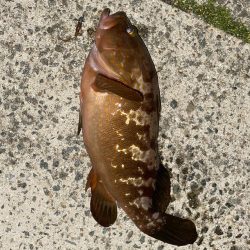 アジメバリングなつもりが…