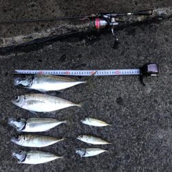 3日連続の尺アジ