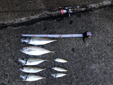 3日連続の尺アジ