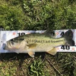 朝マズメだけで2本