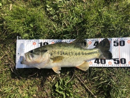 朝マズメだけで2本