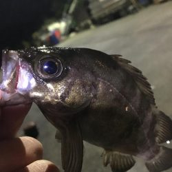 たかたかの釣り日記