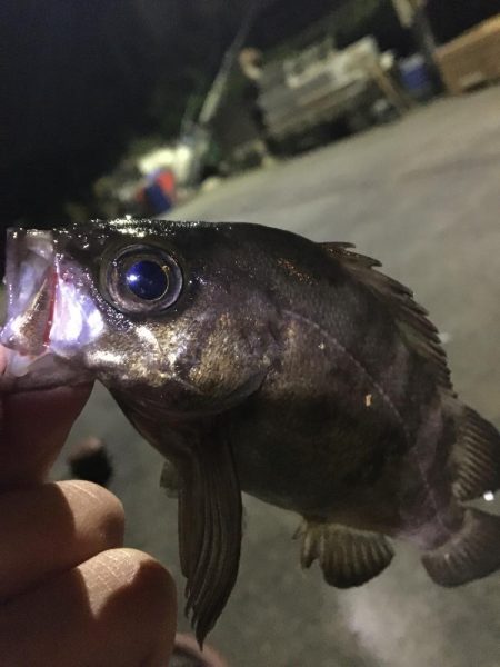 たかたかの釣り日記