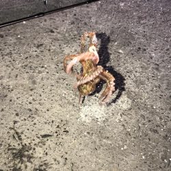 ジグタンエサ釣り