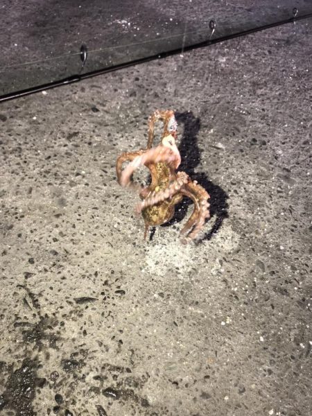 ジグタンエサ釣り