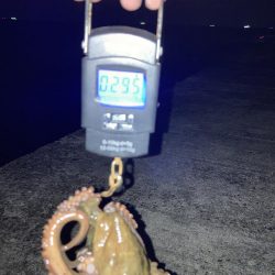 【タコング】今シーズン1匹目