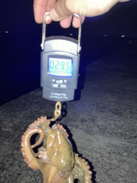 【タコング】今シーズン1匹目