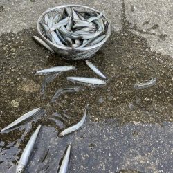 イワシじゃないよチアユだよっ!!