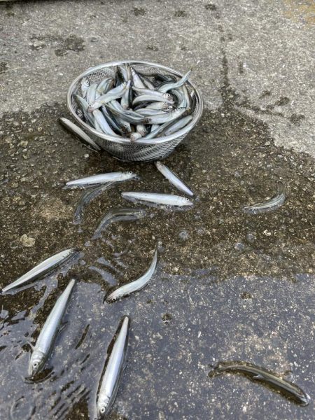 イワシじゃないよチアユだよっ!!