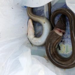 足下ぶっ込みでアナゴとコチ