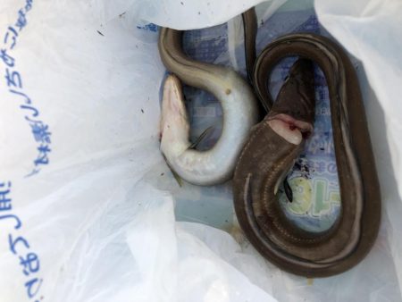 足下ぶっ込みでアナゴとコチ