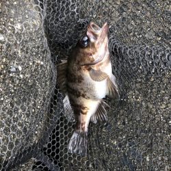 アジング数釣り