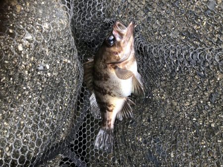 アジング数釣り