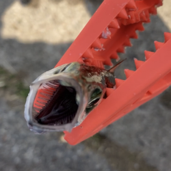 ダイソーサビキでサバ釣り