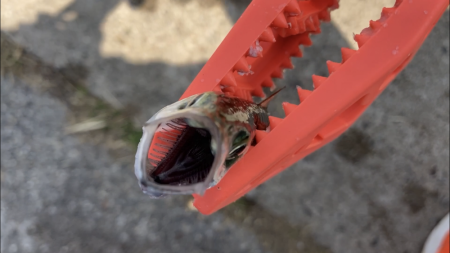 ダイソーサビキでサバ釣り