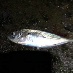 ナイトアジング