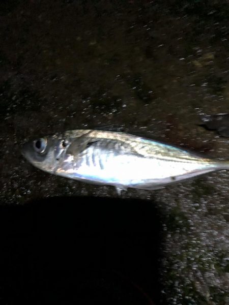 ナイトアジング