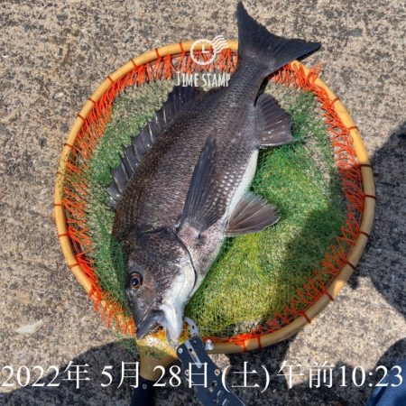南港ヘチ釣り
