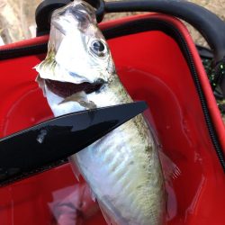 ユウマヅメ　アジング