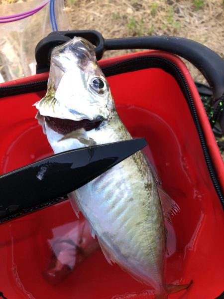 ユウマヅメ　アジング