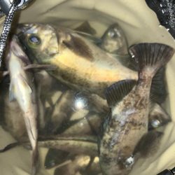 アジを探してメバリング