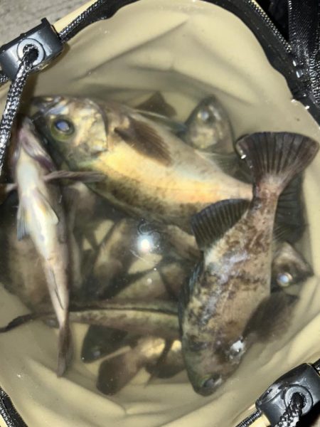 アジを探してメバリング