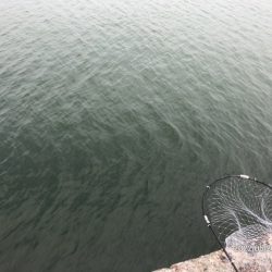 バチ抜けシーバス